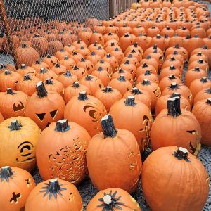 Hundreds of jack o'lanterns waiting to go to the Cincinnati Zoo.